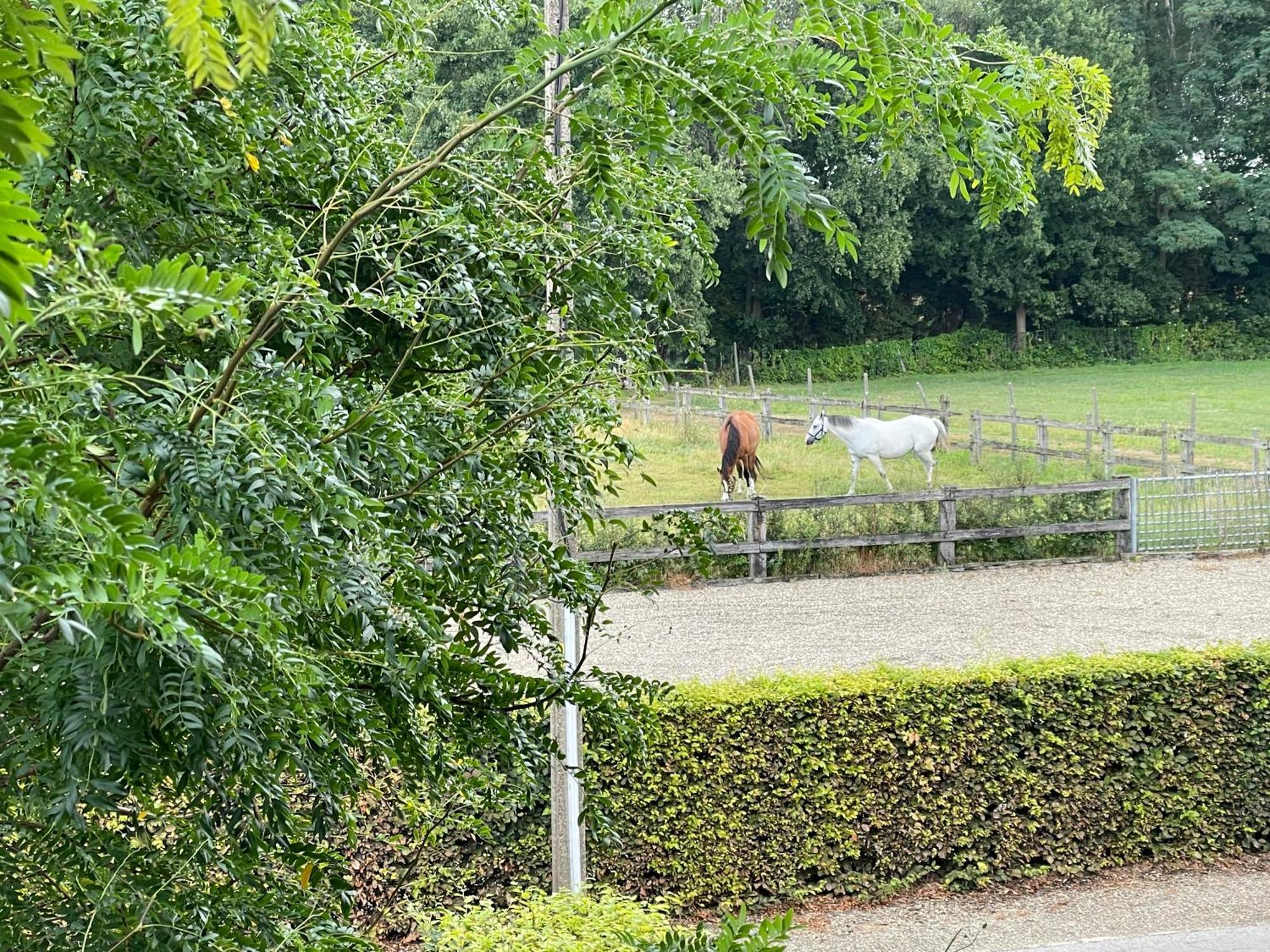 B&B Het Welthof Bree Dış mekan fotoğraf